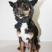 Dog Hat - Wolf Dog Hat - Pet Hat - Pet Hood - Gray Hat - Costume