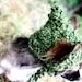 Dog Hat - Pixie Hat - Dog Costume - Green Hat