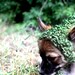 Dog Hat - Pixie Hat - Dog Costume - Green Hat