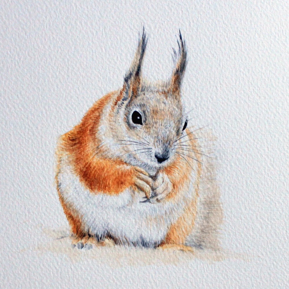 Red Squirrel, original artwork in watercolour