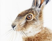 Brown Hare Leveret - original artwork in watercolour