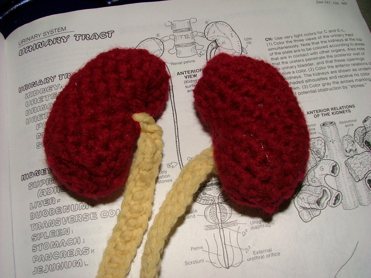Custom Order for xAshleyxBabyx One Crocheted Kidney