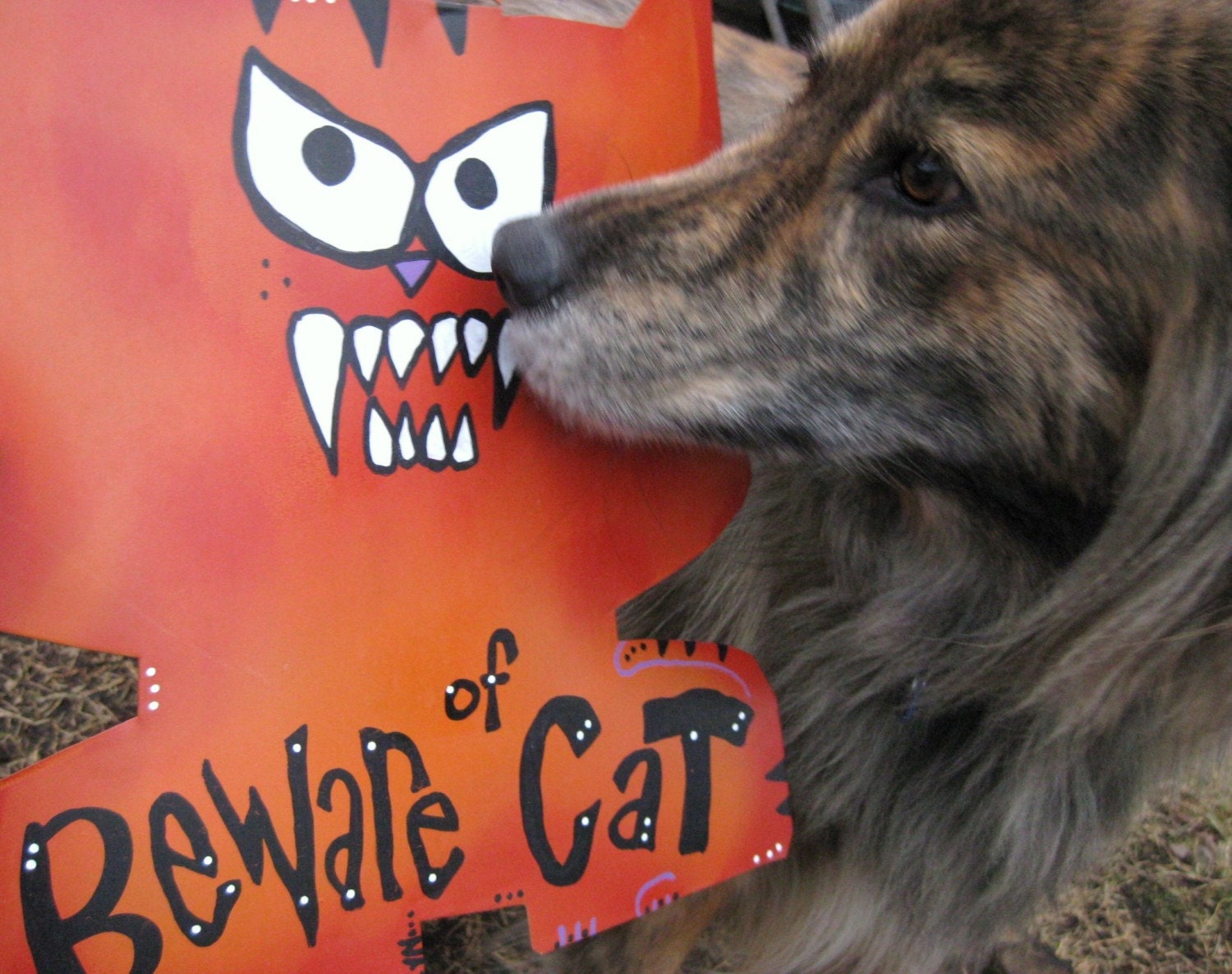 Mason - Beware of Cat
