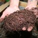 Worm Castings 1 pound bag