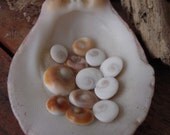 Cat's eye in a shell