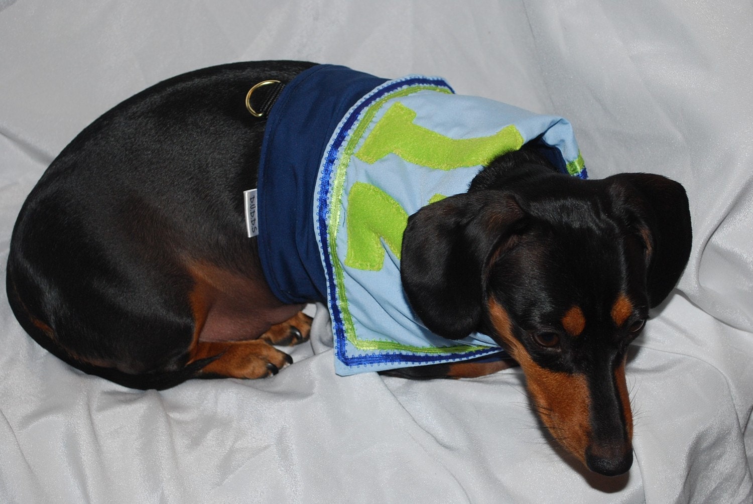Seahawk Boy Cheerleader outfit as seen at the Seahawk Halftime Wiener Dog Races