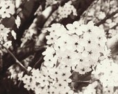 Cherry Blossoms, home decor, print, black and white, simple, spring, classic, nature, monotone, fine art photograph 8"x12"