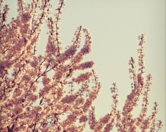 Pink Cherry Blossoms, blue sky, teal, flowers, flowering tree, polaroid, antiqued, nature, fine art photograph 8"x8"