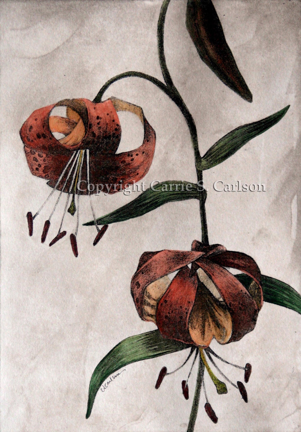 Tiger Lilies - print of original hand-colored solarplate etching 8x10 - CarrieCarlson