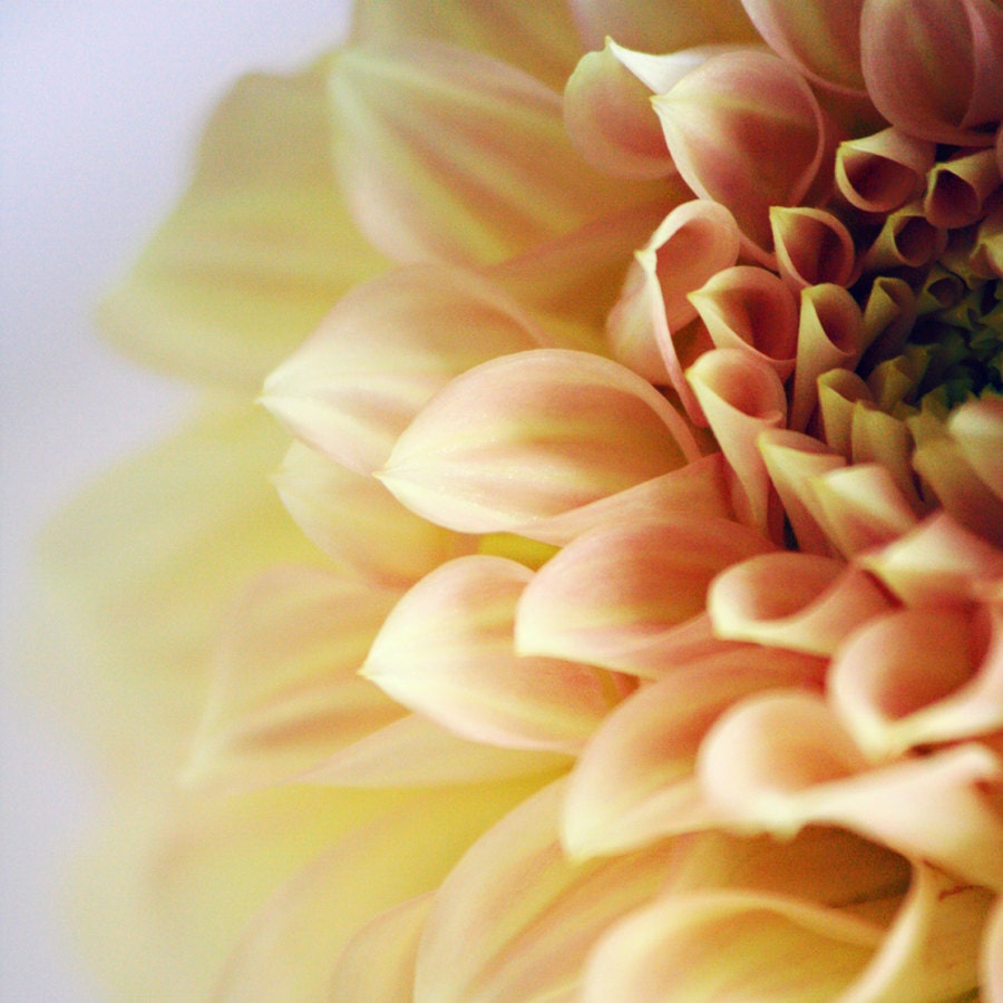 12x12 fine art photograph - yellow, bicolor dahlia