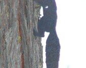 SQUIRREL METAL Tree Garden Art 14 inch Lifesize Made in Oregon USA