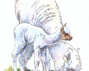 ALPACA & Cria Original Watercolor on Ink Print 11x14 Matted Ready to Frame