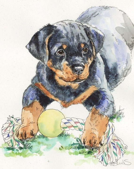 Rottweiler Rottweiler Pictures Rottweiler Love Dog Drawing