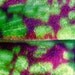 RETIRED IMAGE SALE - 50% OFF - Dappled Leaf 5x7 Fine Art Photographic Print
