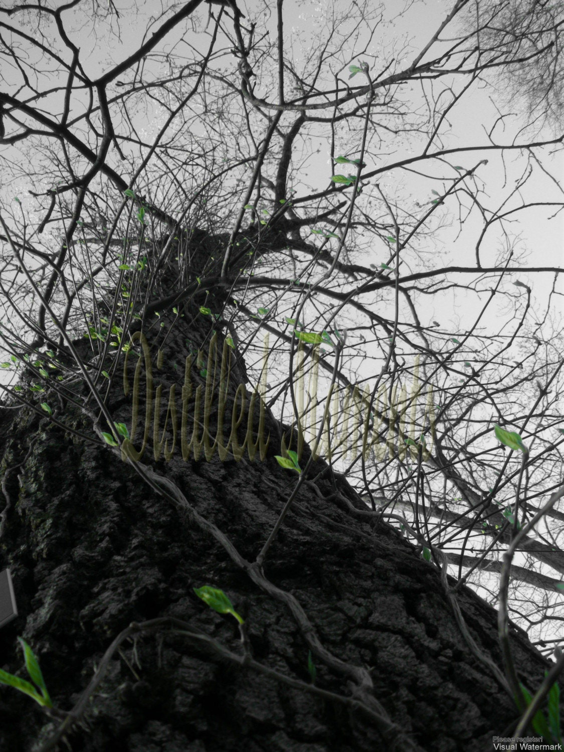 Climb - 8x10