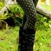 Medium - Gold Flower of Life Yoga Pants - Sacred Geometry - Hand Screened - Dance - Leggings - Seed of Life