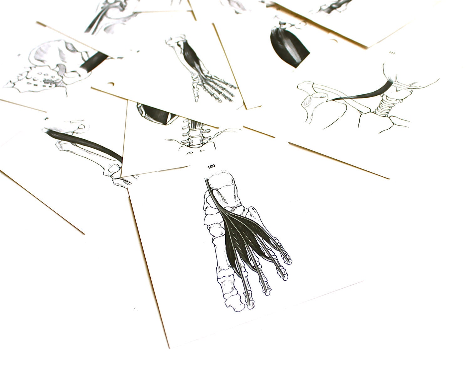 Reserved for Staci - Show Me Your Muscles - Vintage Anatomy Flash Cards