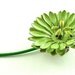 STOREWIDE SALE Vintage Wildflower Brooch Lime Chartreuse Green Enamel Flower Floral Jewelry Pin (Free Shipping USA)