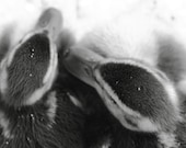 Will you be my Duckling 5x7 black and white photo lovely sweet natures valentine with love for your honey