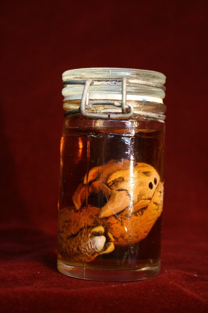 Robust Potted Anomaly (Horned Specimen)