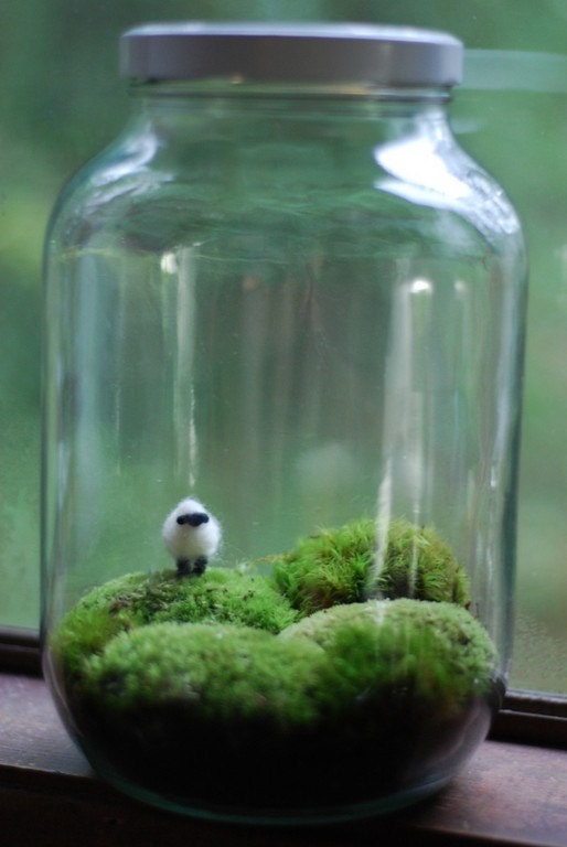 irish landscape with wee wool sheep