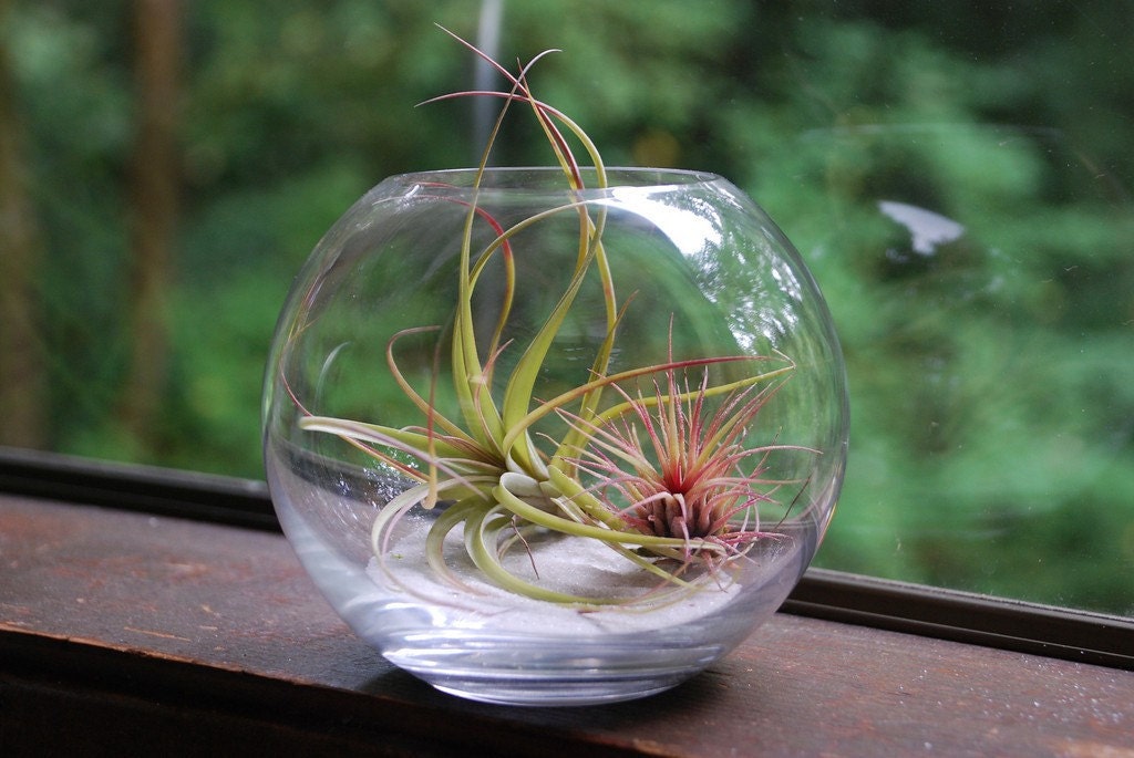 tillandsia terrarium by weegreenspot on Etsy