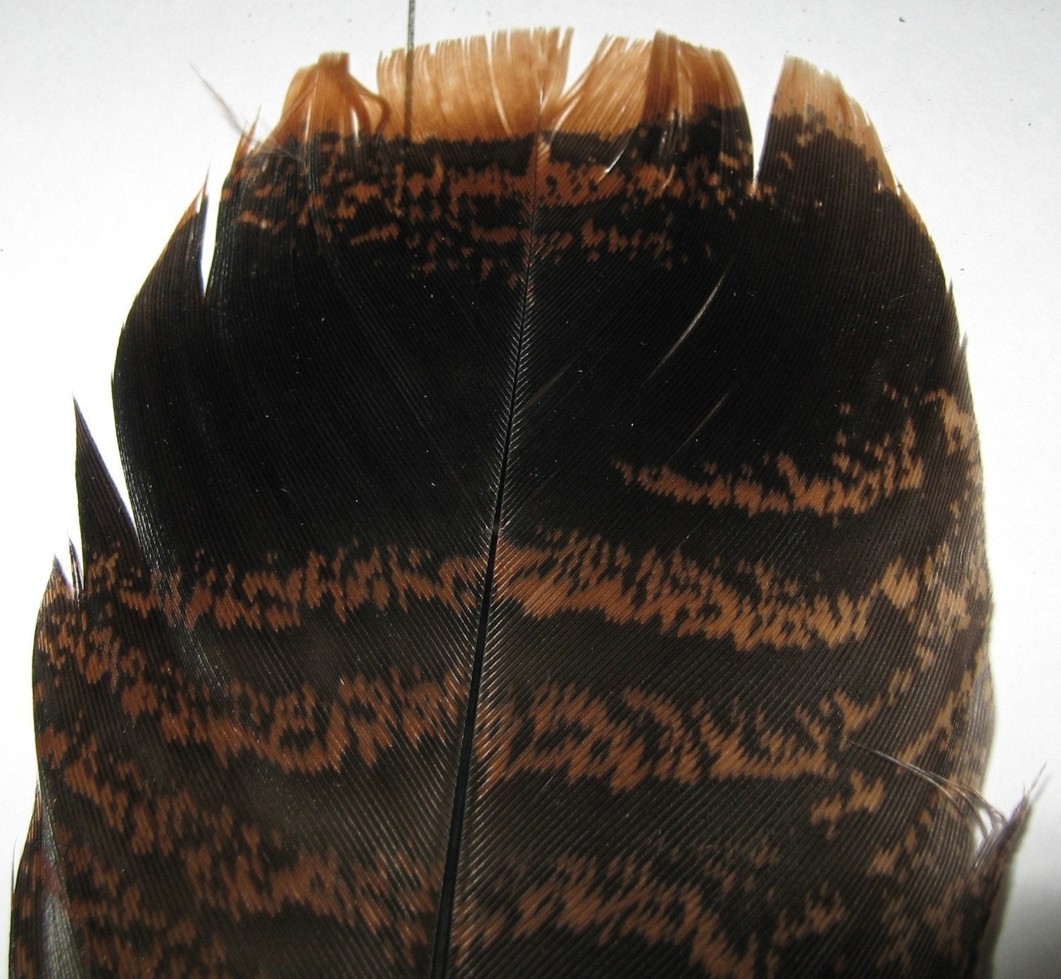 5 Large Turkey Feathers
