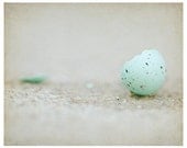 Broken - Fine Art Nature Photograph - Robin's Egg