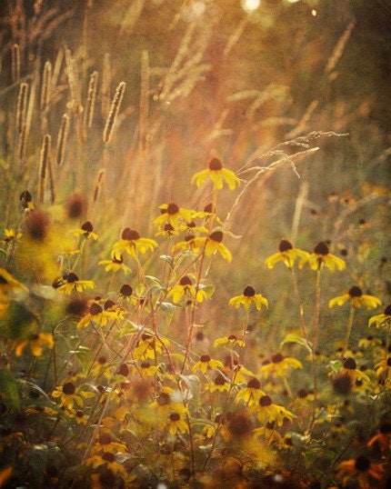 Celestial Glow - 8x10 Fine Art Nature Photograph - Wildflowers at Dusk