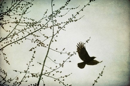 Bird Print - Bird Art - Bird Wall Art - Raven Blackbird Crow - Bird Photography - 8x12 Fine Art Photograph - Blackbird Fly