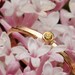 Yellow Sapphire Ring, Genuine Yellow Sapphire 14k Gold Ring