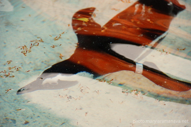 Penguin - a Fine Art Photography Print, Nature Abstract Modern Gift for Him for Her - Animal Abstraction 3