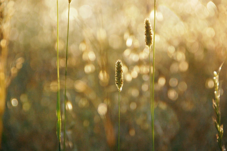 Modern Nature Fine Art Photography Print Field Rain Drops Golden - Gift for Him for Friend for Her - Golden Evening 2