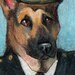 original art drawing aceo card dog of war German Shepherd General