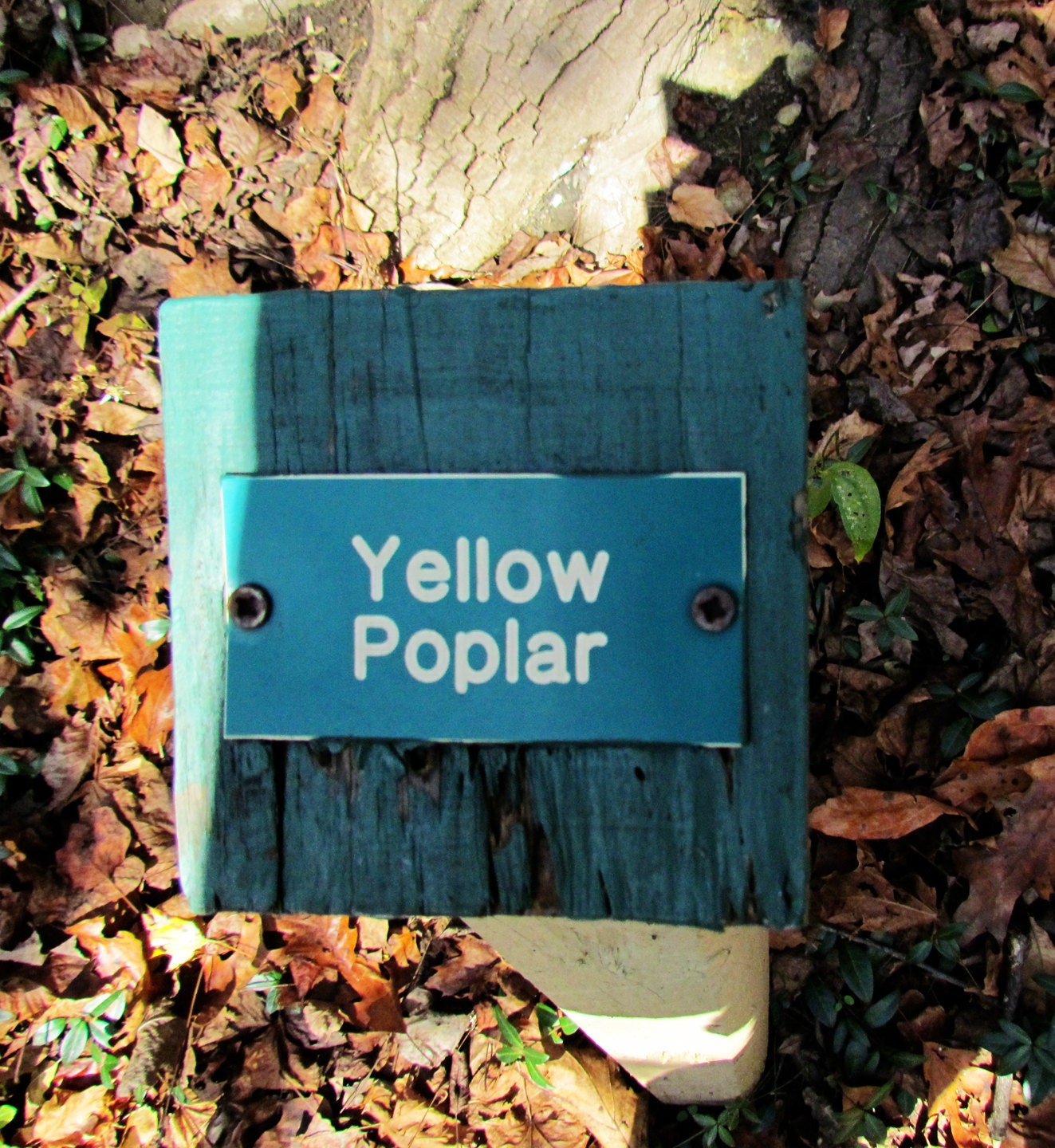 Extra Large Minimal Tree Painting, 60 x 35" original fine art -- "Portrait - Yellow Poplar"