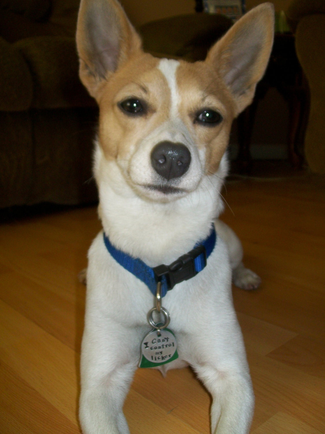 Custom Pet id tag / CAN'T Control my LICKER in amazing ALUMINUM / id info on the back