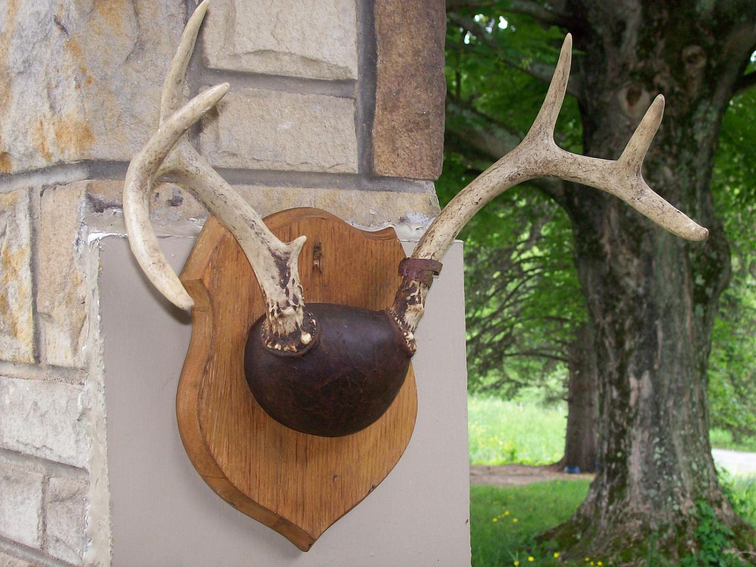 Vintage Deer Antler Mount Wooden Plaque 7 by GypsyMountainBazaar