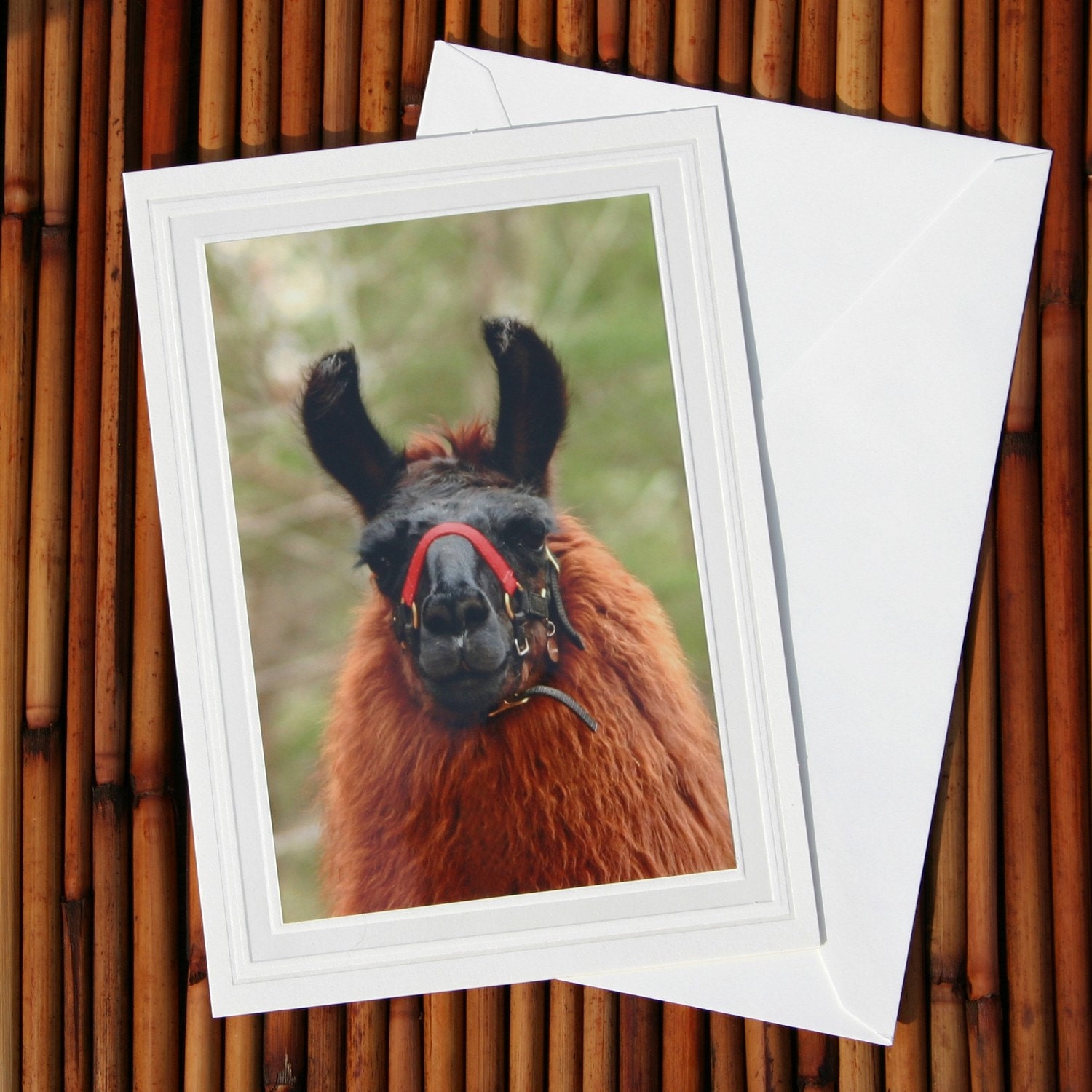 Here's looking at you, Llama Photo Greeting Card Blank