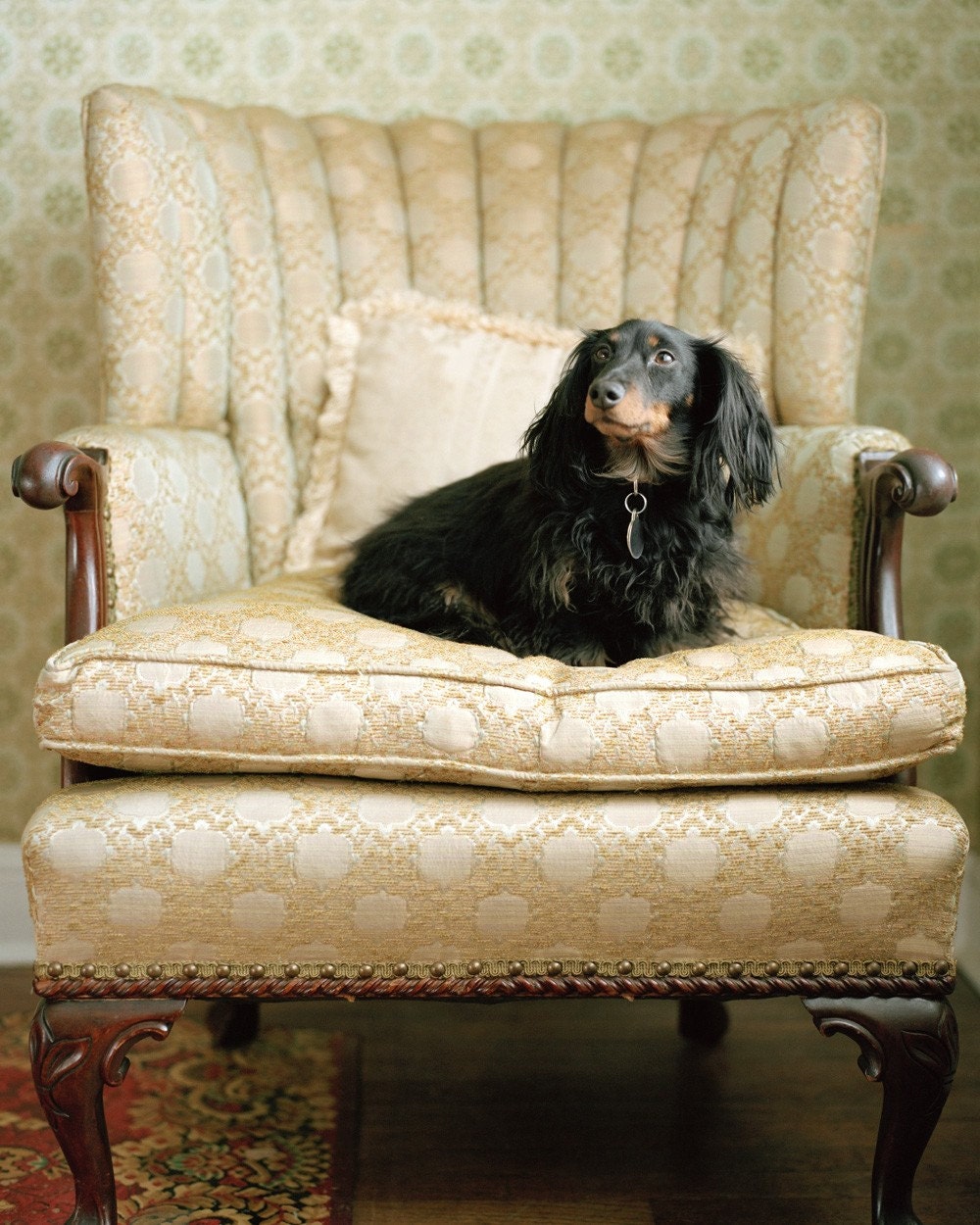 Buddy - Dachshund, 8 x 10 Archival Pigment Print