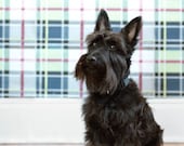 Winston - Scottish Terrier, 8 x 10 Archival Pigment Print