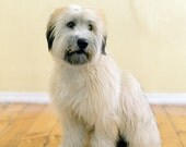 Trixie - Wheaten Terrier Puppy, 8 x 10 Archival Pigment Print