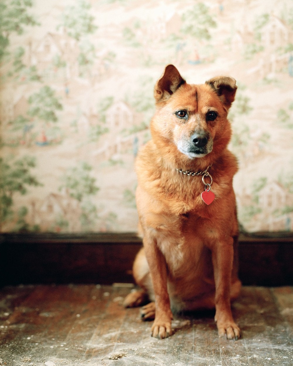 Bambi - Mutt, 8 x 10 Archival Pigment Print