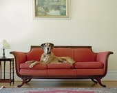 Bodo - Great Dane Mix, 8 x 10 Archival Pigment Print