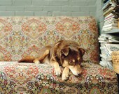 Harry - Mutt, 8 x 10 Archival Pigment Print