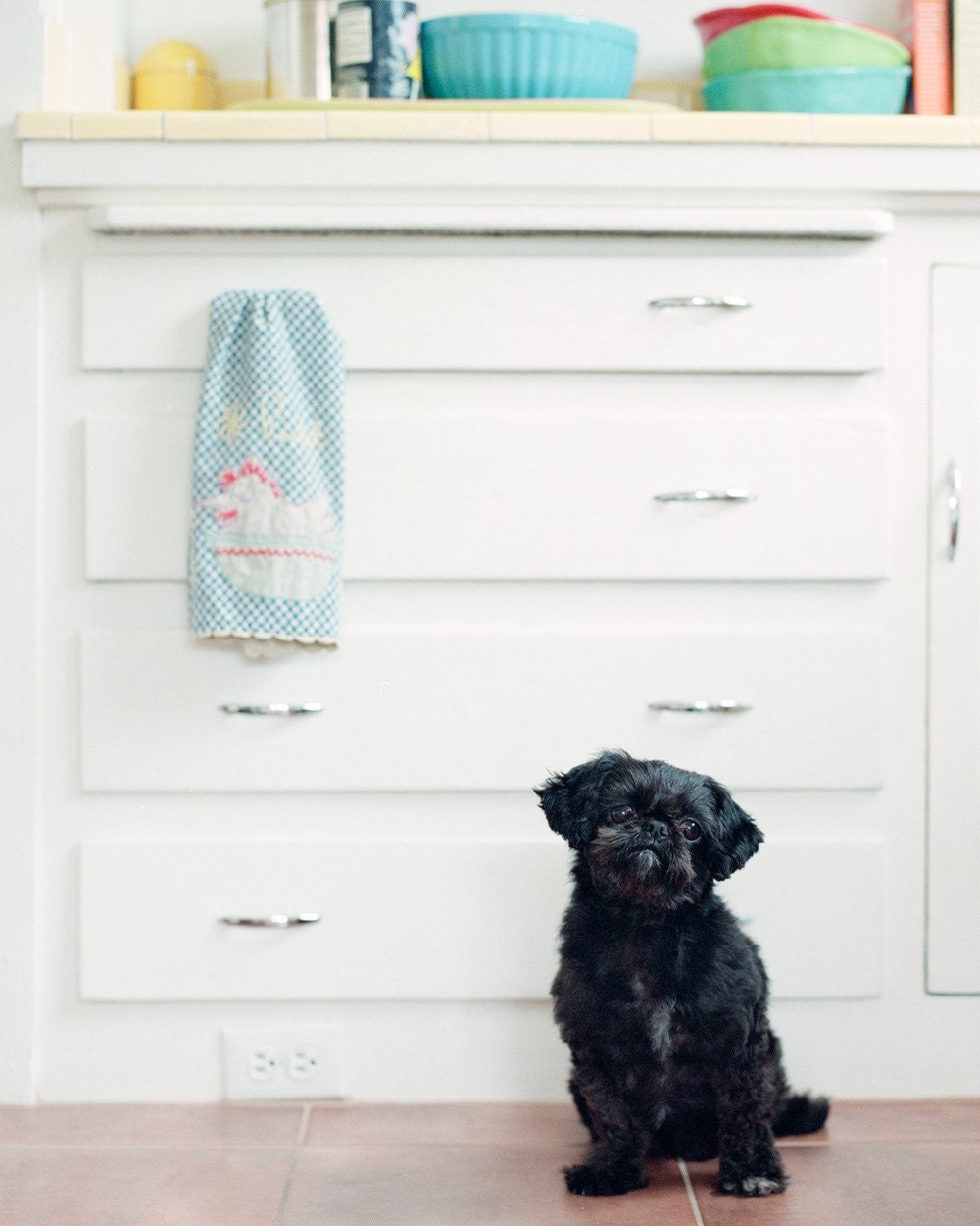 Betty - Shih Tzu, 8 x10 Archival Pigment Print