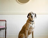 Bodo with Mirror - Great Dane Mix, 8 x 10 Archival Pigment Print