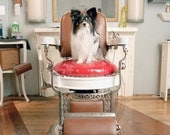 Phoebe at Barbershop - Papillon, 8 x 10 Archival Pigment Print