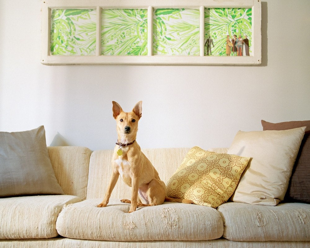 Penny - Shiba Inu Mix,  8 x 10 Archival Pigment Print