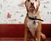 Zoey - Pitbull Mix, 11 x 14 Archival Pigment Print