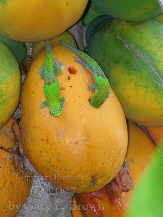 Geckos and Papayas - Number 2 - 5x7 inch Fine art print